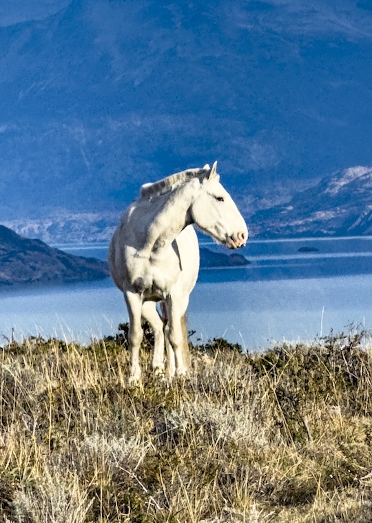 Argentinien Patagonien El Calafate wild horse MotorMag 02-2025