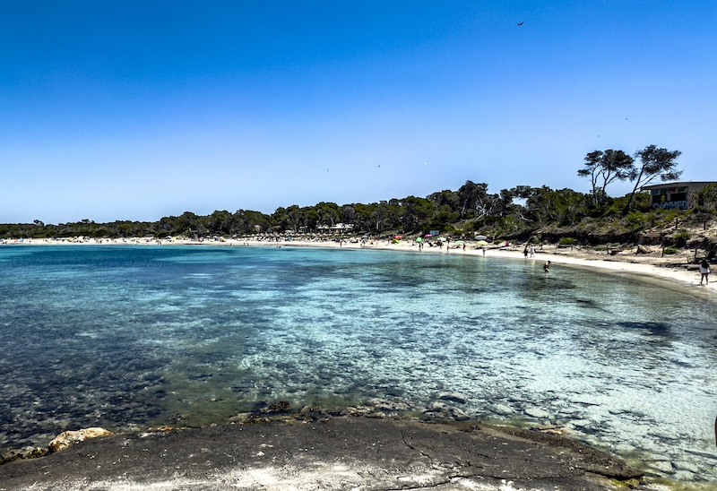 Mallorca 2025 Sant Jordi Iberostar Es Trenc Meeresalge Posidonia reinigt das Wasser