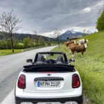 Mini Cabriolet aussen Heck Kuehe MotorMag Reinhold Deisenhofer